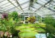 garden greenhouse  80