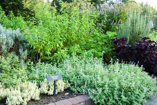 herb garden  63