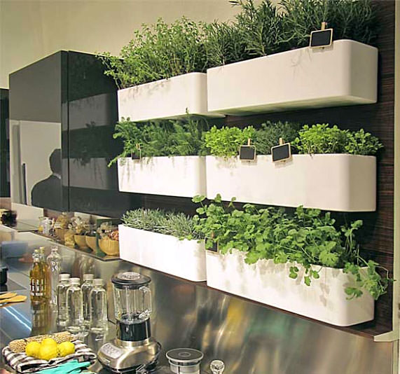 Make your Houses Organic with indoor herb garden