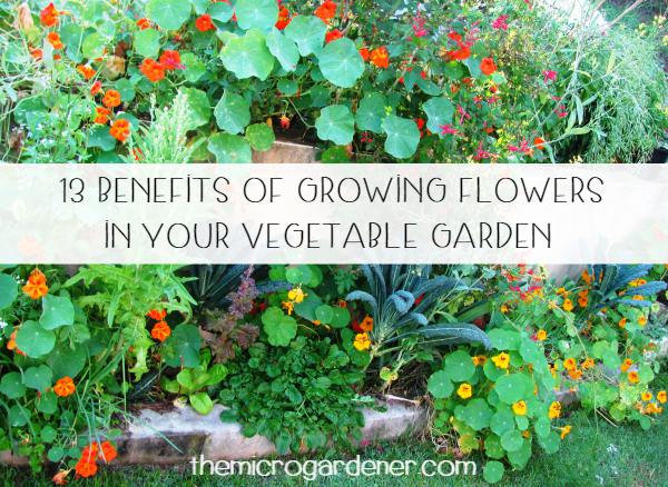 vegetable garden  15