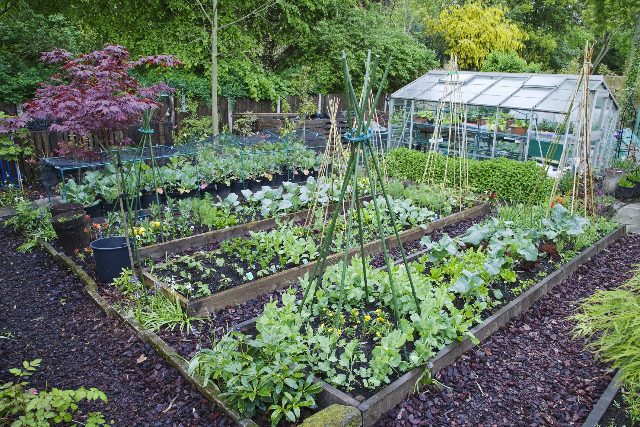 Best Vegetable Garden Ideas For You TopsDecor