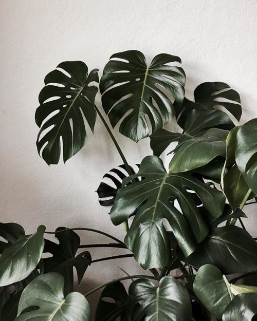 10 Chill Indoor Plants for Minimalist Homes | Plant wallpaper .