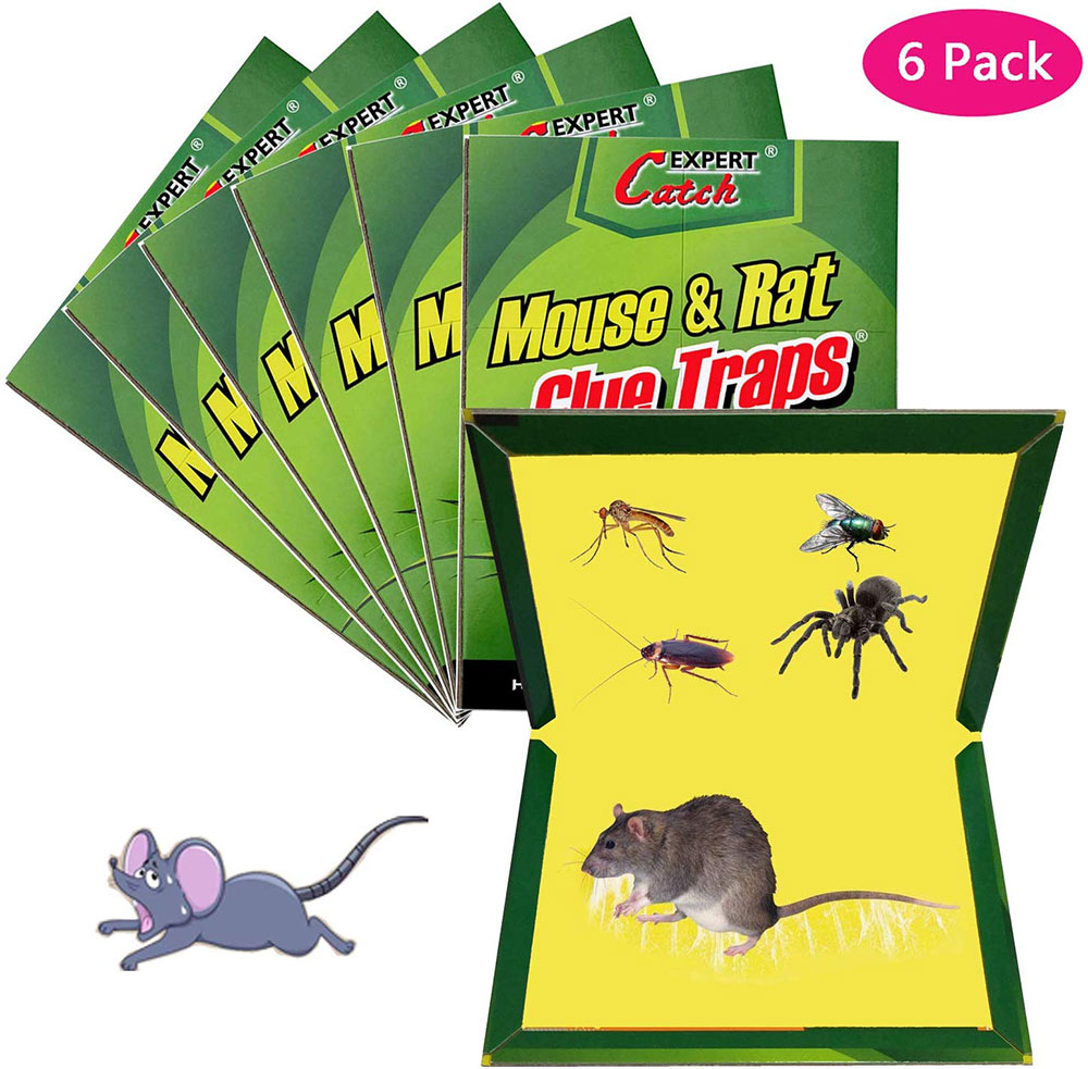Glue trap How to get rid of roof rats once and for all
