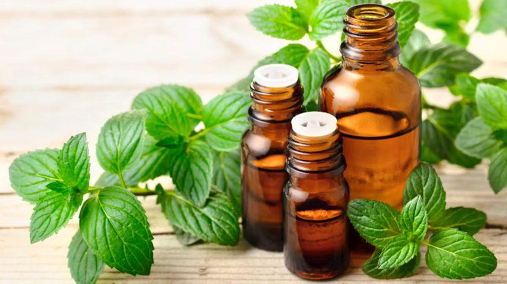 Peppermint oil How to get rid of roof rats once and for all