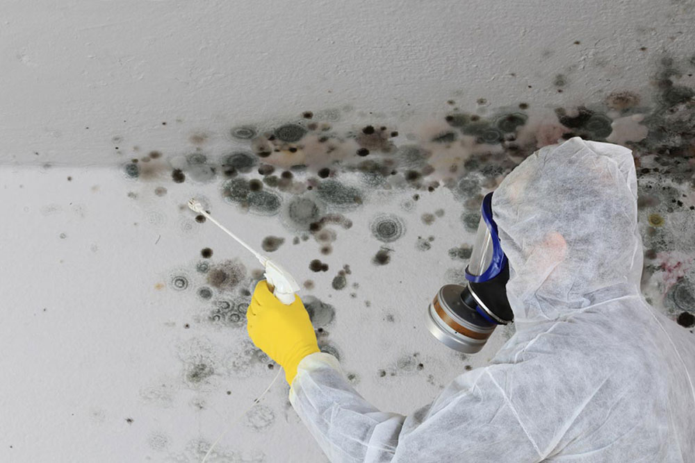 Mold removal renovation How to get rid of cellar smell?  Quick tips to get it done