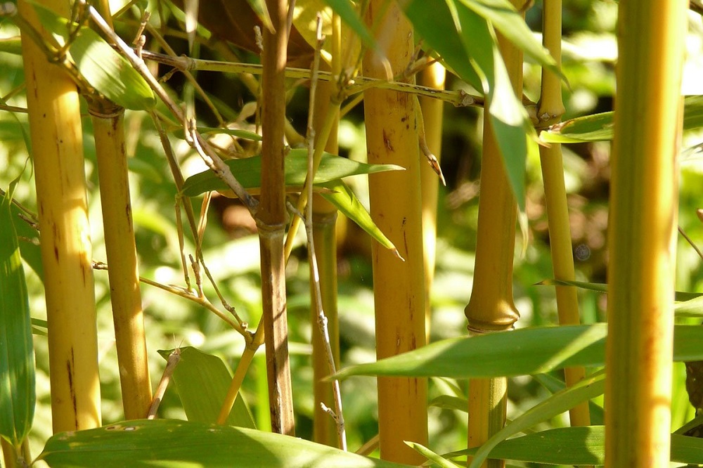 t3-103 The different types of bamboo you should know