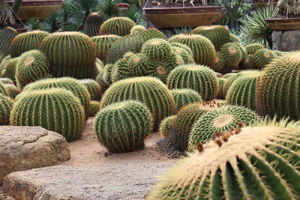 t5-3 Amazing cactus garden ideas to try out for your garden