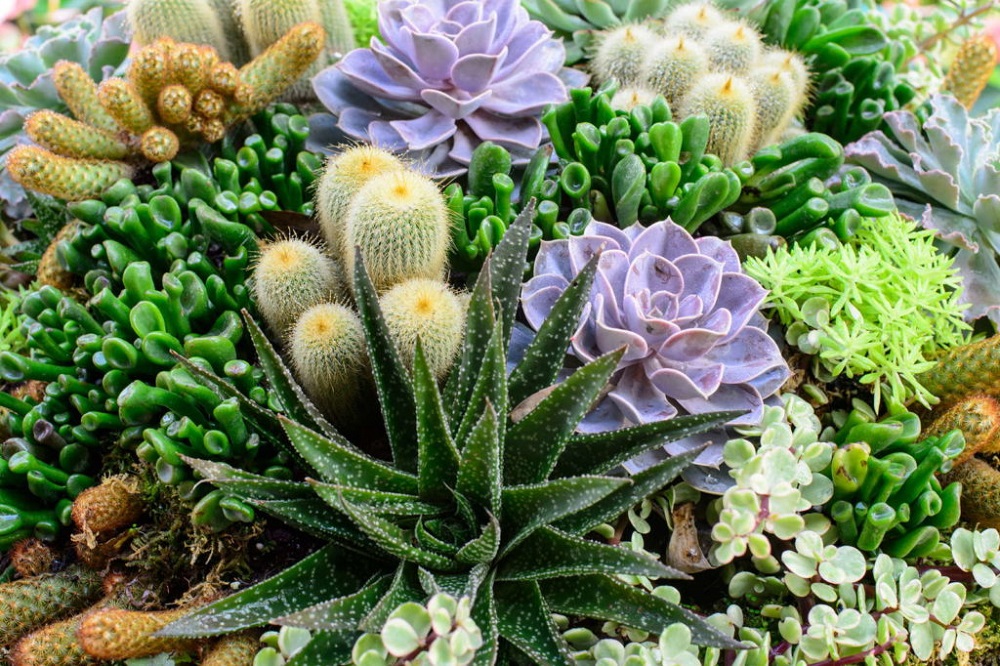 t4-2 ​​Amazing cactus garden ideas you can try out for your garden