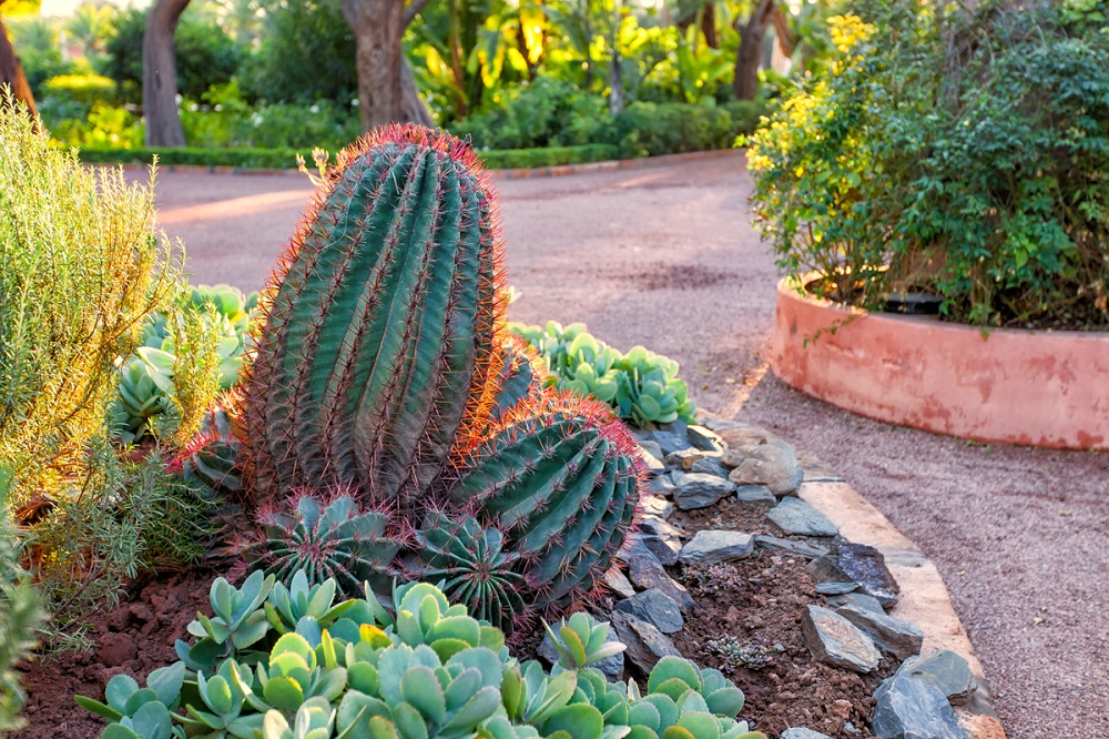 t6 Amazing cactus garden ideas to try out for your garden