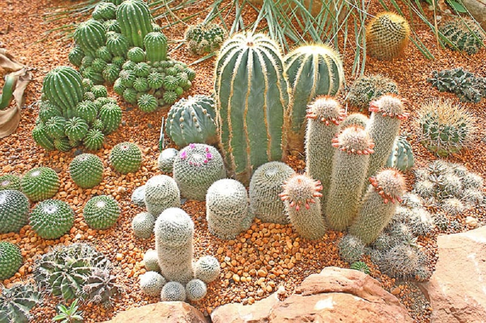 t1-1 Amazing cactus garden ideas to try out for your garden