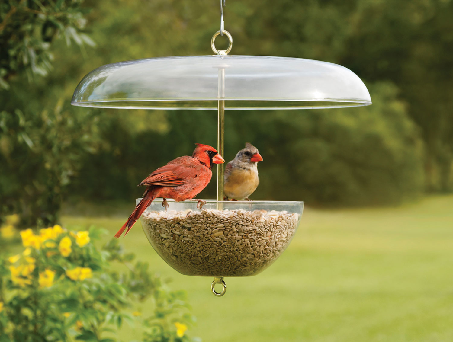 Feeder How To Dress Cardinals In The Back Yard Of Your Home (Great Tips)