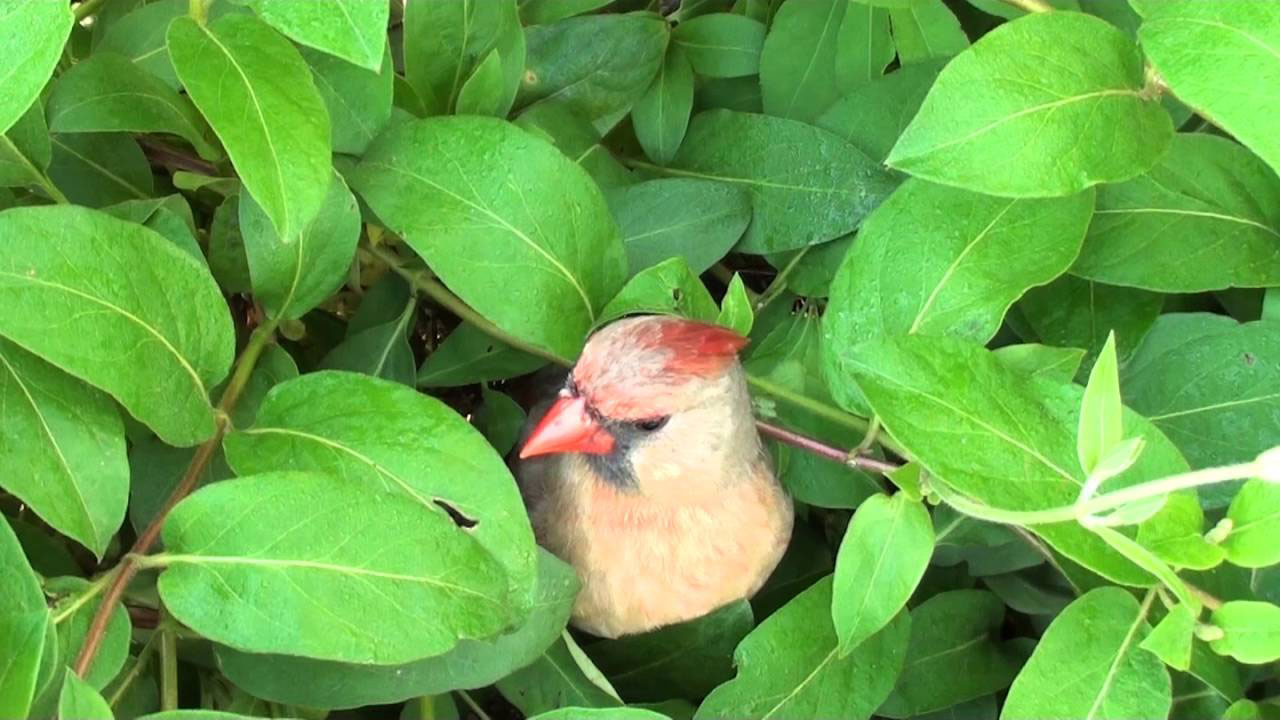 covered plant How to attract cardinals in the back yard of your house (great tips)