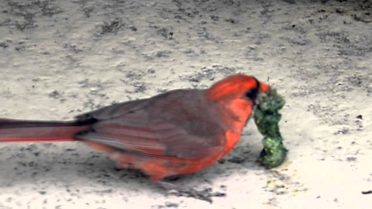 Caterpillar How to Dress Cardinals in the Back Yard of Your Home (Great Tips)