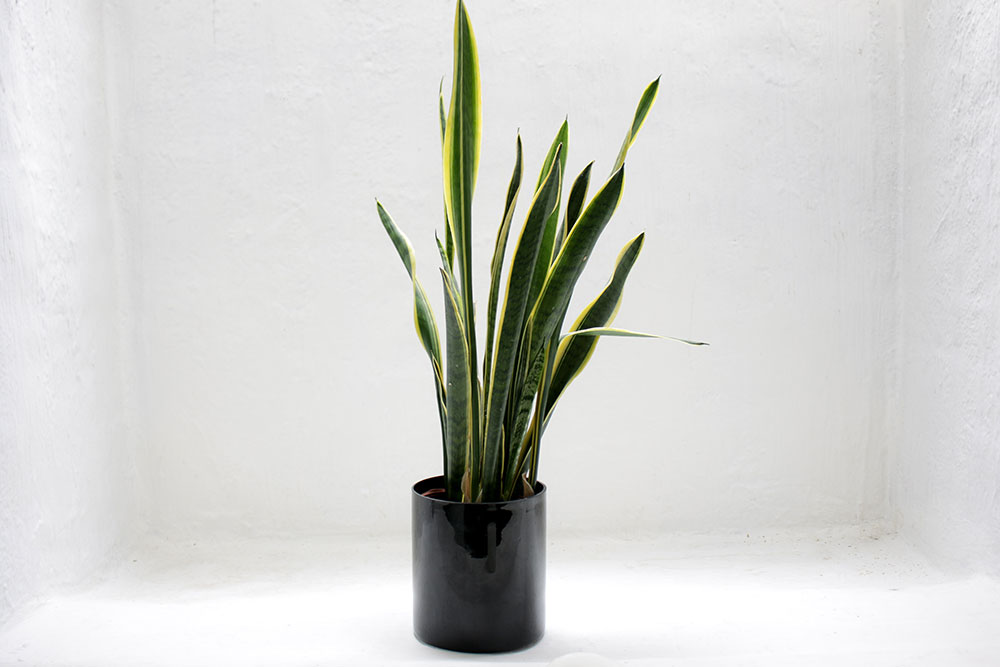 Snake plant Six plants Perfect for every bathroom