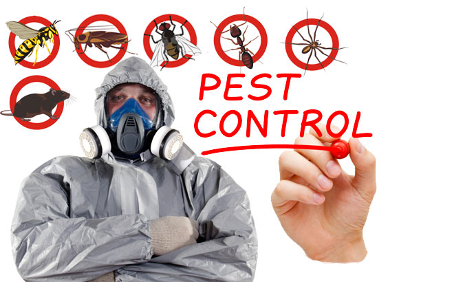 Battle of the Bugs – 7 Tips For Keeping Your Home Pest-Free This .