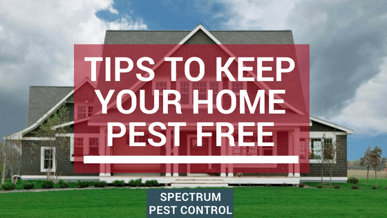 7 tips for a pest-free home