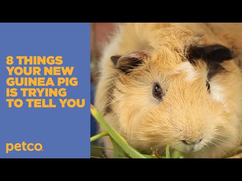 8 Things Your New Guinea Pig is Trying to Tell You: New Pet Tips .