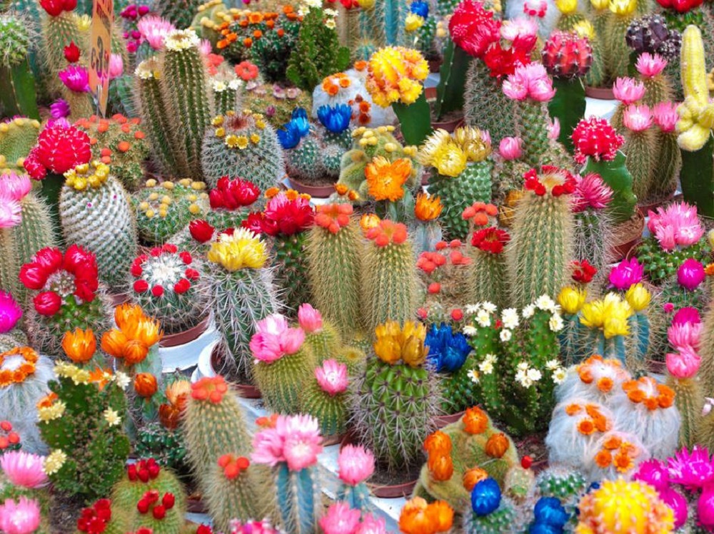 t1 Amazing ideas for cactus gardens that you can try out for your garden