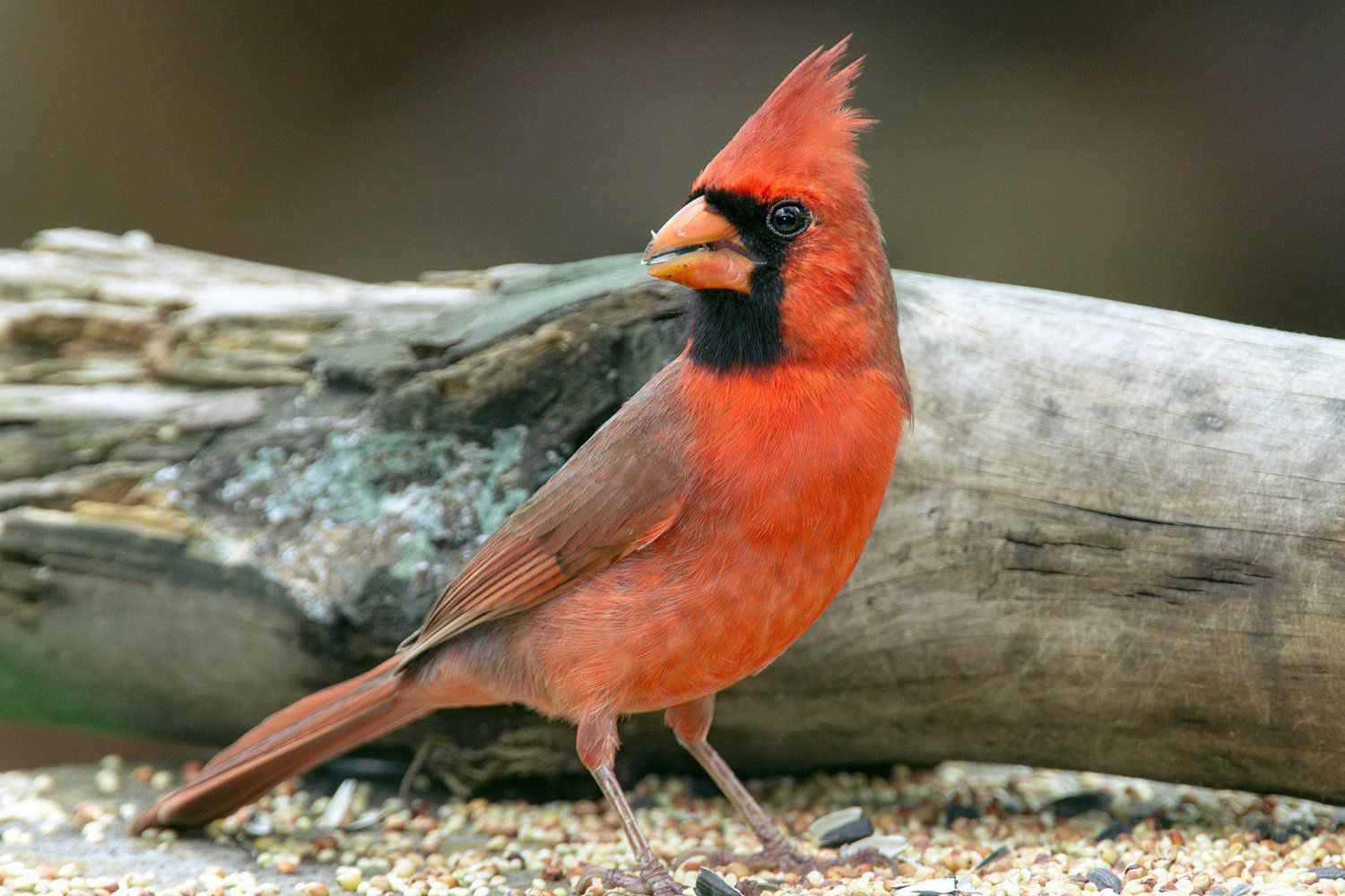 carrdinal How To Dress Up Cardinals In The Back Yard Of Your Home (Great Tips)