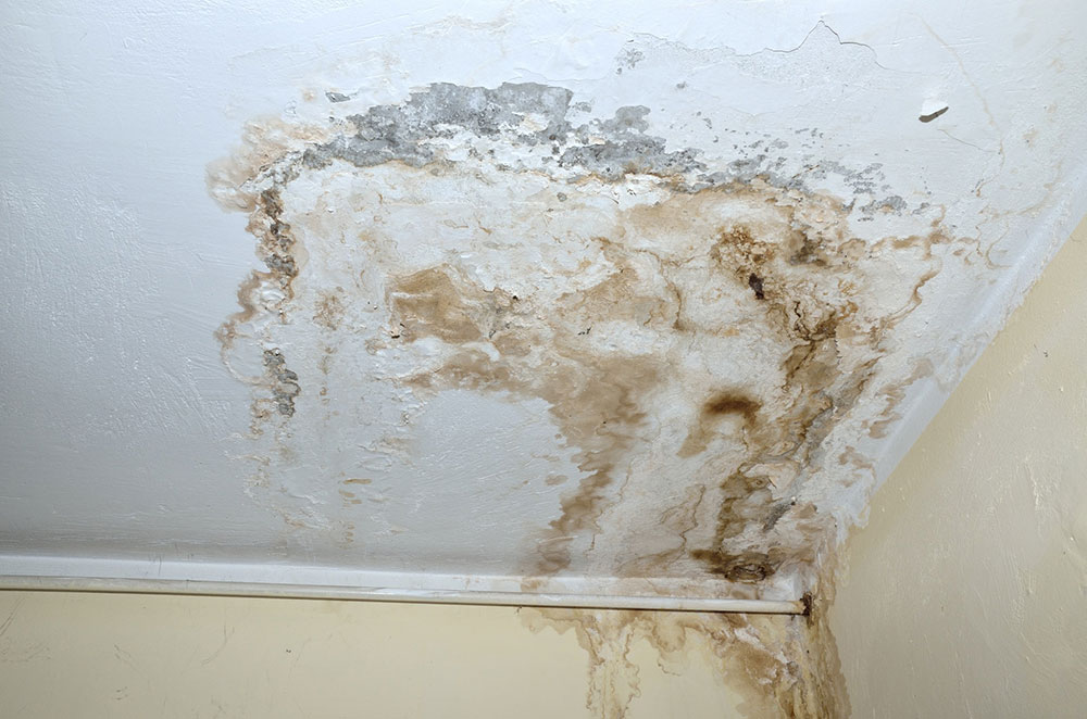 Mold How to get rid of basement smell?  Quick tips to get it done
