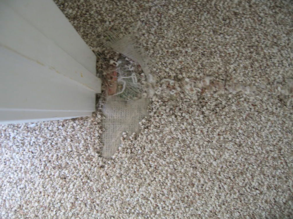 damaged How to remove carpets from wooden floors (quick guide)