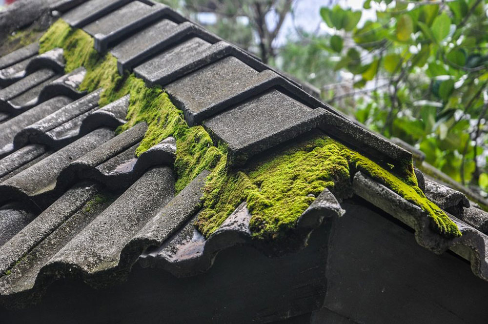 moses1 How to naturally remove moss from the roof