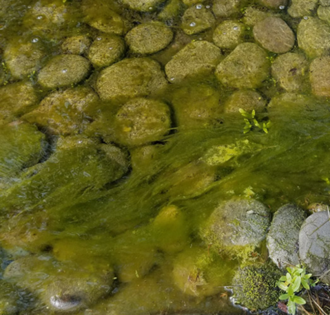 How to Eliminate String Algae (Debris) in your Pond – Marquis Garde