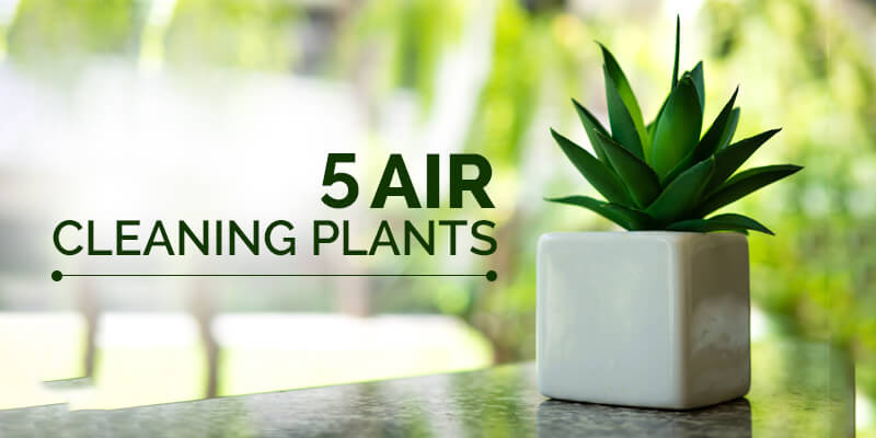 Air Cleaning Plants to Improve Indoor Air Quali