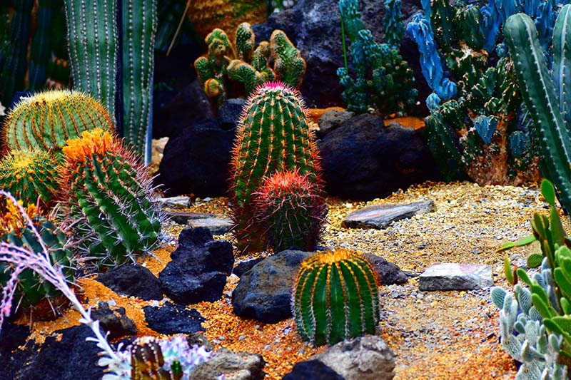 Amazing cactus garden ideas you could try
for your back yard