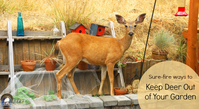 Deer proof gardens: 4 sure-fire ways to keep deer out of your gard