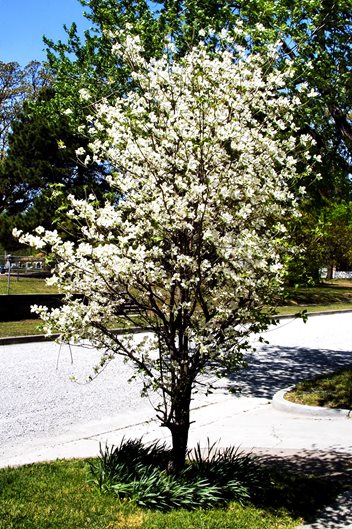 Top Trees for Your Front Yard - Landscaping Netwo