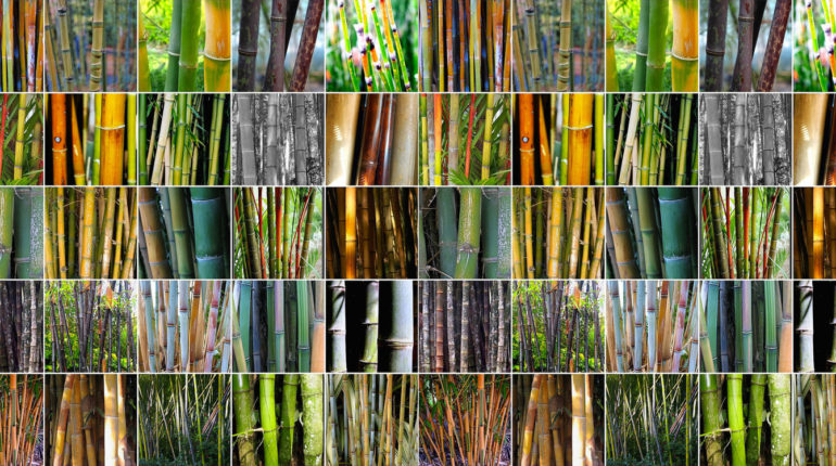 Different Types of Bamboo