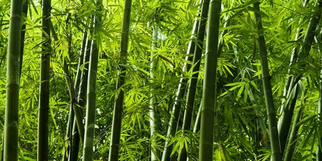 The different types of bamboo you should know – TopsDecor.com