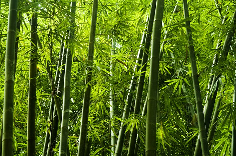 the different types of bamboo you should know 