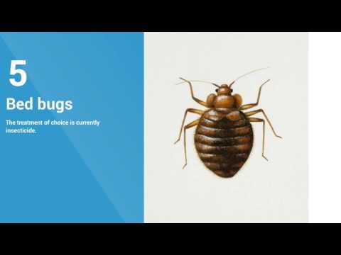 Top 10 Household Pests in Australia - YouTu