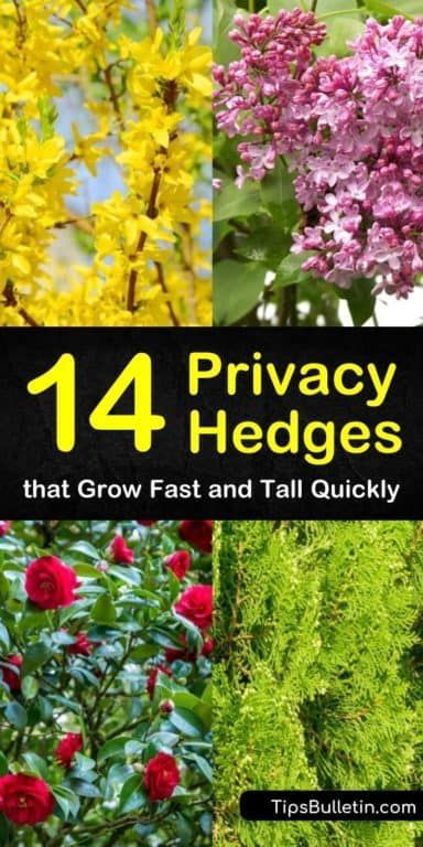 14 Privacy Hedges that Grow Fast and Tall Quickly | Fast growing .