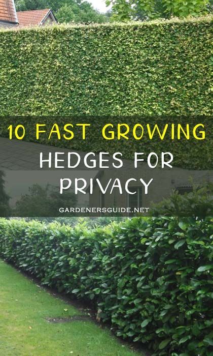 10 Fast Growing Hedges For Privacy #gardenersguide #gardening .
