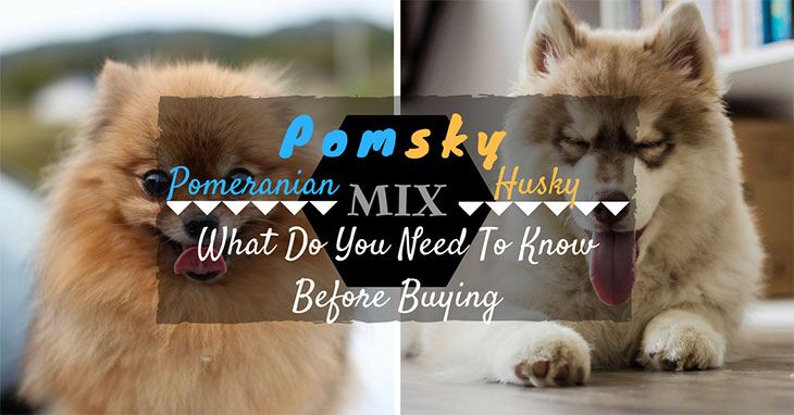 What Do You Need To Know Before Buying A Pomsky? - ThinkOfPup