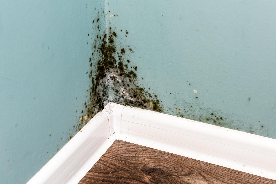 How dangerous is mold in your house?