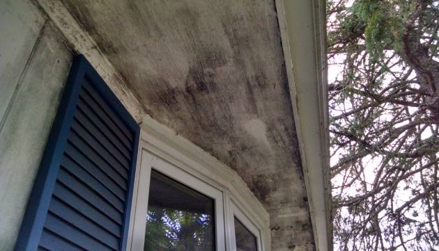 Mold on Exterior of Homes .....Removal, Damage, Health Issu