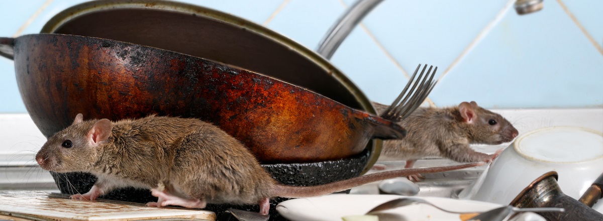 How do you know what kind of rodents is
in your house?