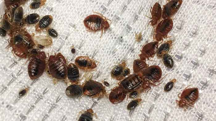 How do Bed Bugs Spread? Are they Contagious? How Fast/Easily from .