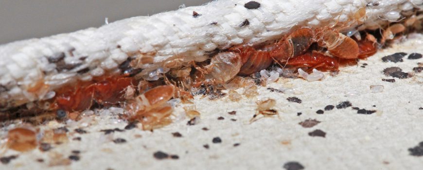 How Fast Do Bed Bugs Spread - Beebe's Pest Contr