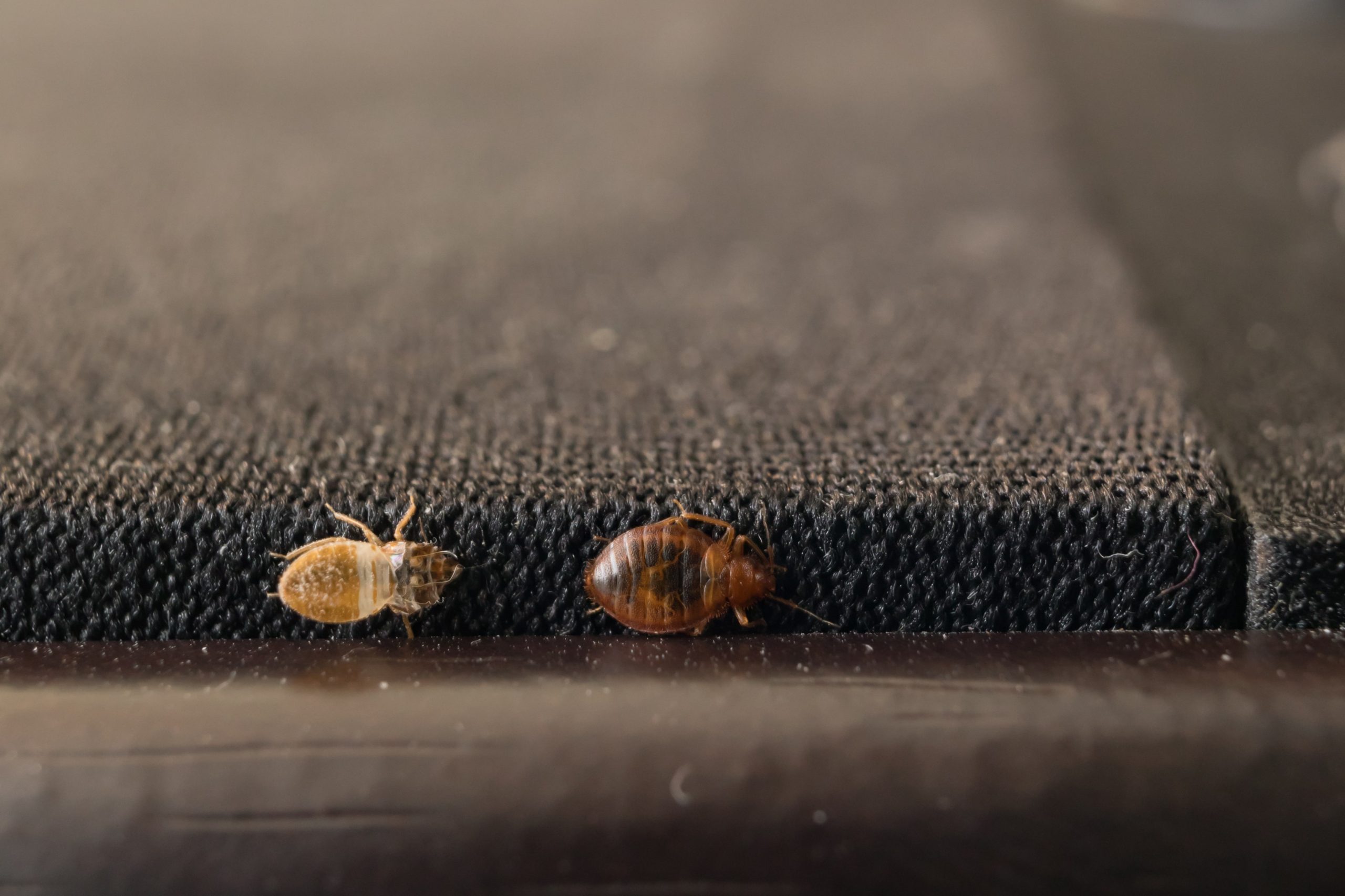 How quickly does bed bugs spread?