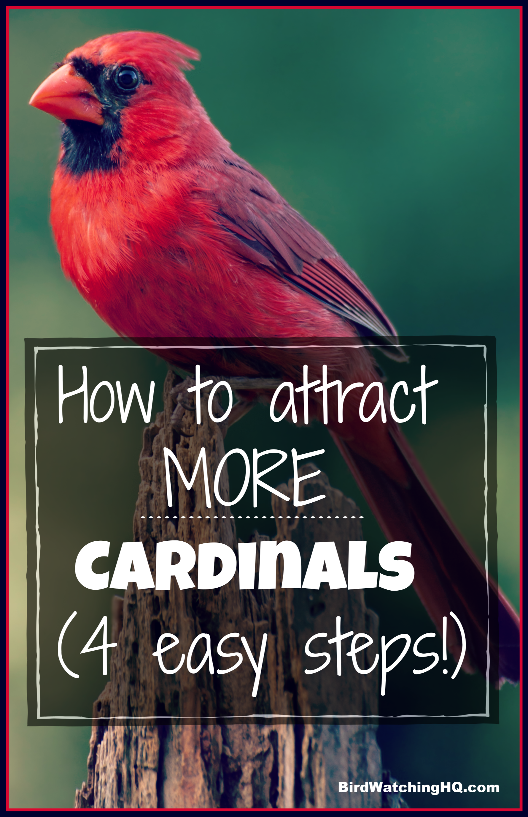 How To Dress Cardinals In The Back Yard  Of Your Home (Great Tips)