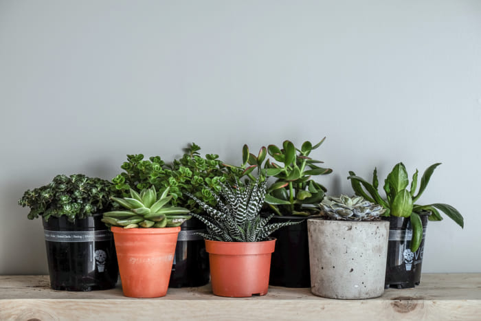 Best Indoor Plants That Will Create Harmonious Mood & Environment .