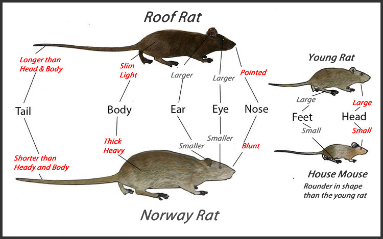 Roof Rats |Get Rid Of Roof Ra