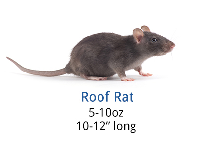 How to get rid of roof rats once and for
all