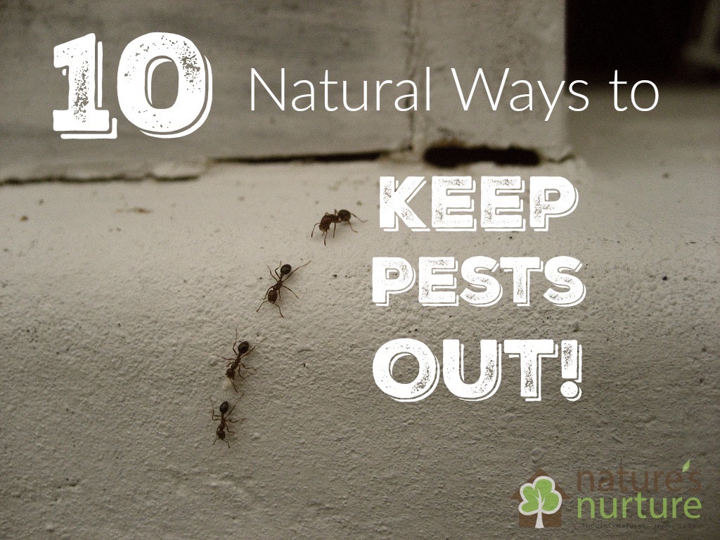 How to keep pests away from your home