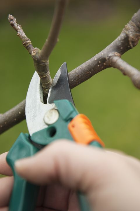 How and When to Prune Plants and Trees - Best Time to Pru
